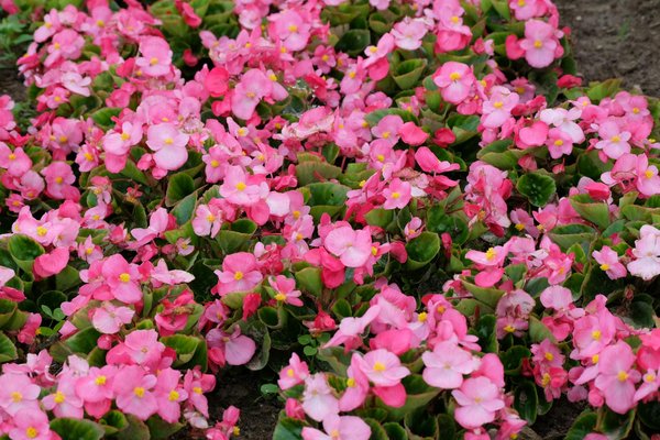 10 idées de décoration pour un jardin apaisant